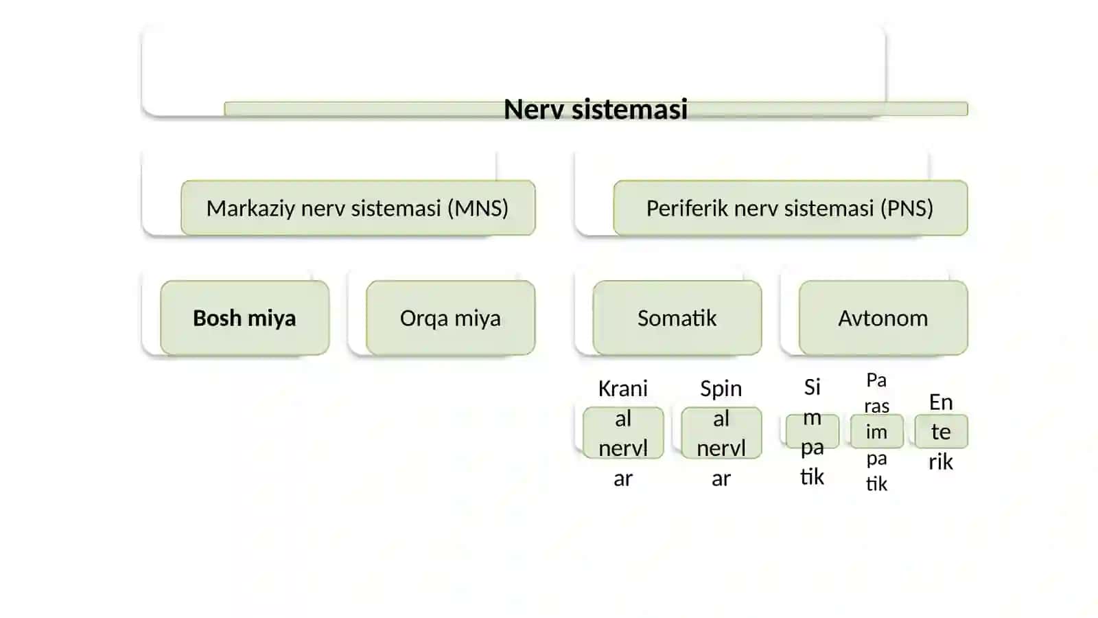 Boshmiyaning umumiy koʻrinishi 4