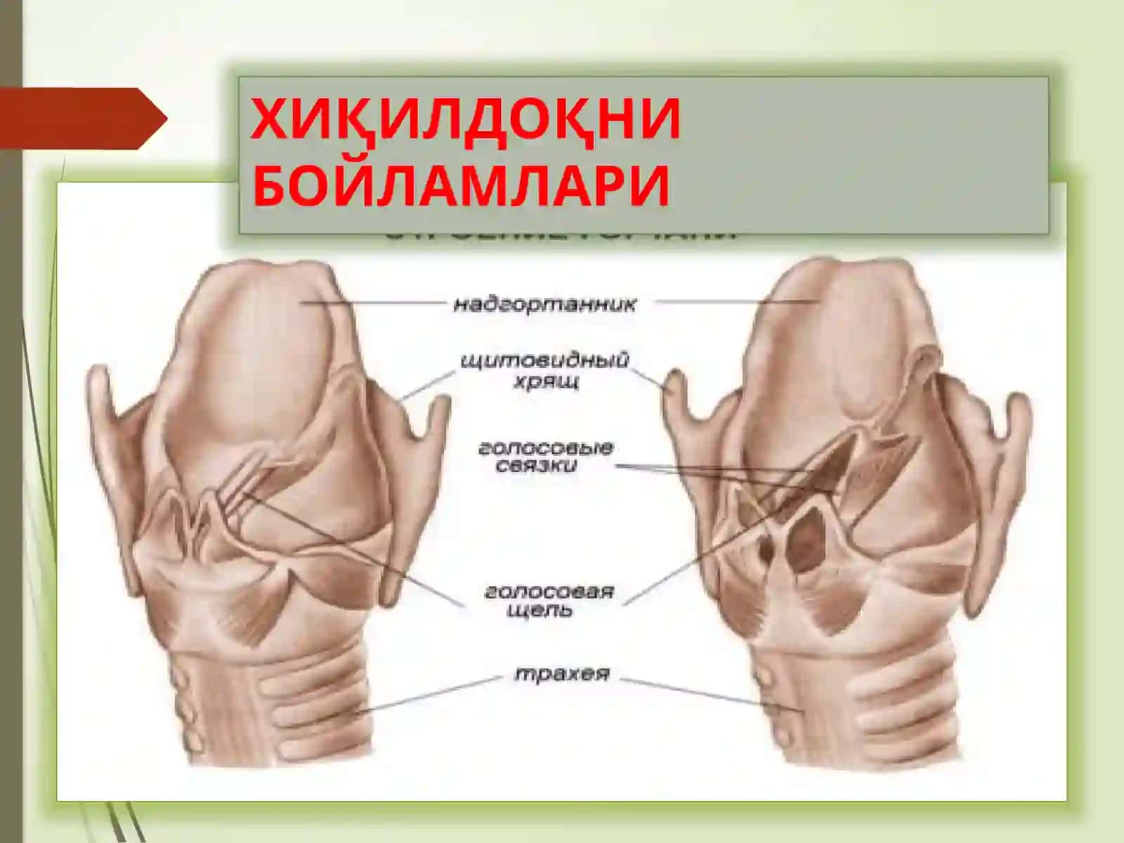 ХИҚИЛДОҚНИКЛИНИК АНАТОМИЯСИ 4