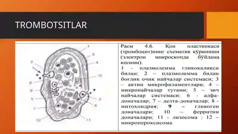 Trombotsitlar. Fibrinoliz 4