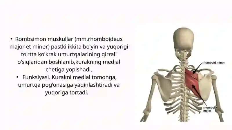 Orqaning yuza va chuqur mushaklari 4