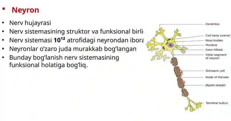 Nervsistemasifiziologiyasi.Sinapslar 4