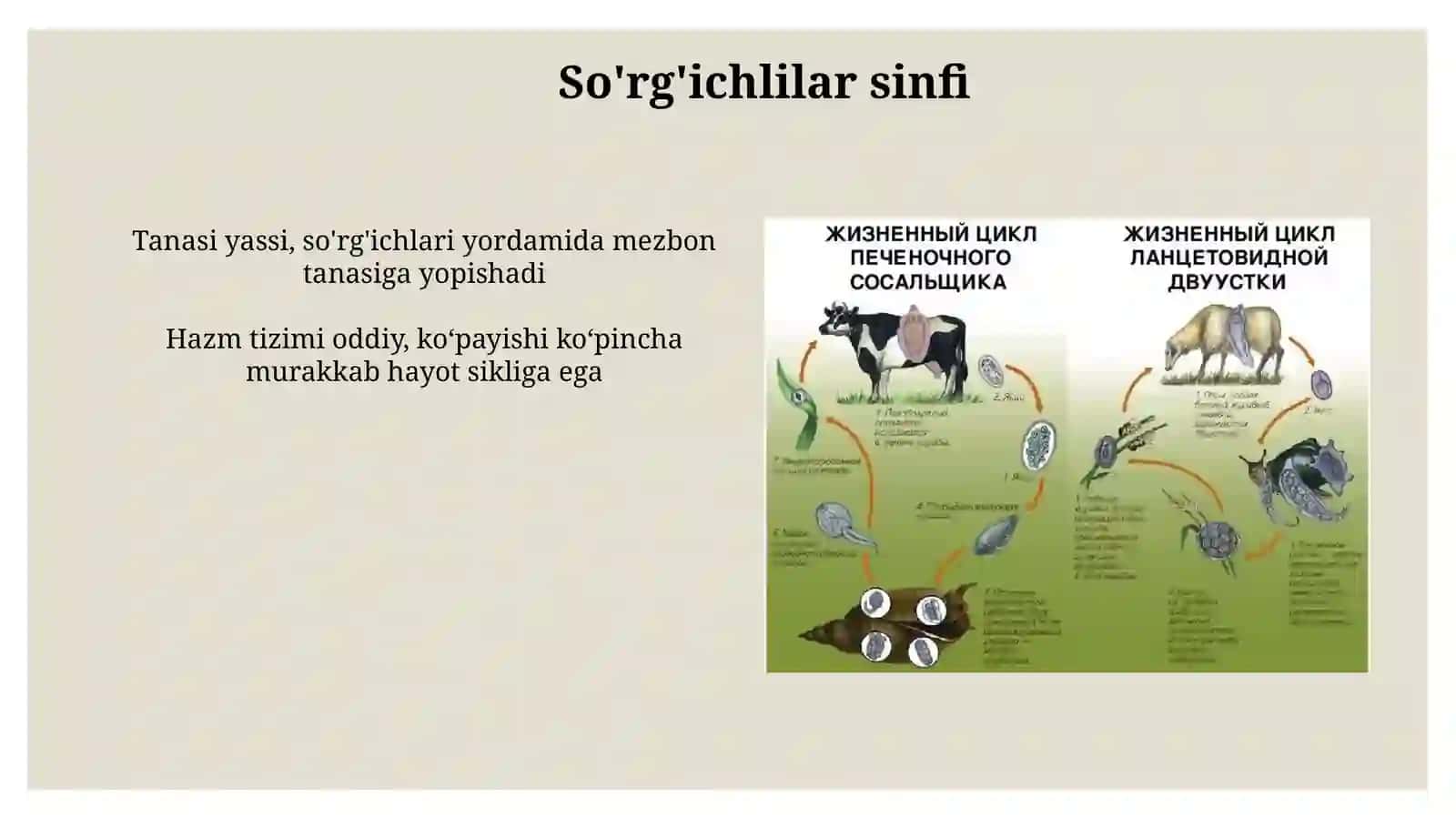 So'rg'ichlilar sinfi 4