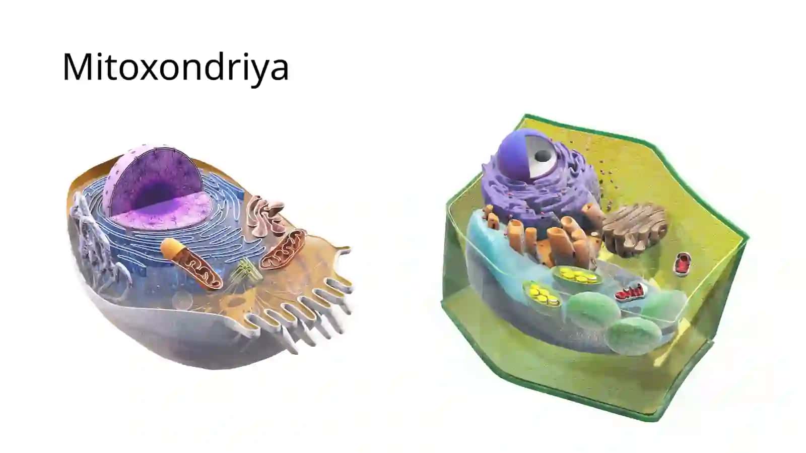 Sitoplazmaning organoidlari 4