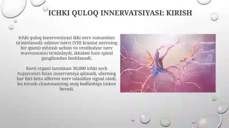 Eshitish organining innervatsiyasi 4