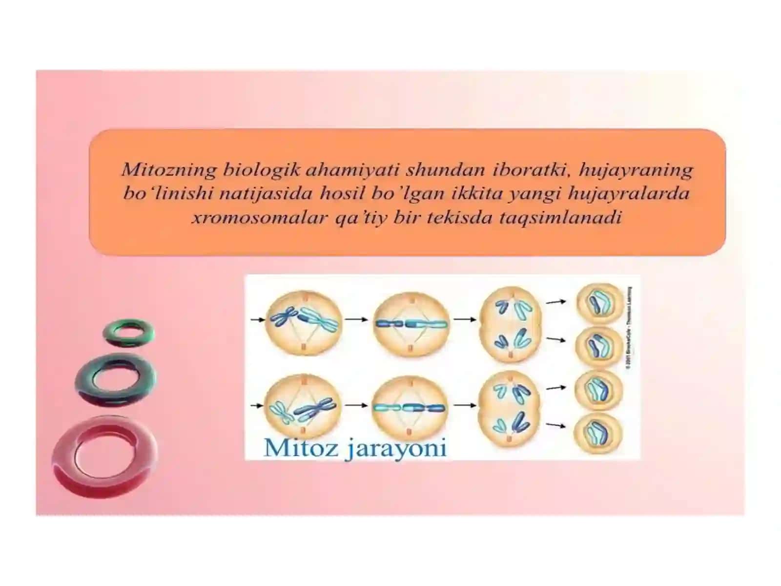 Mitoz va meyoz jarayonlari 4