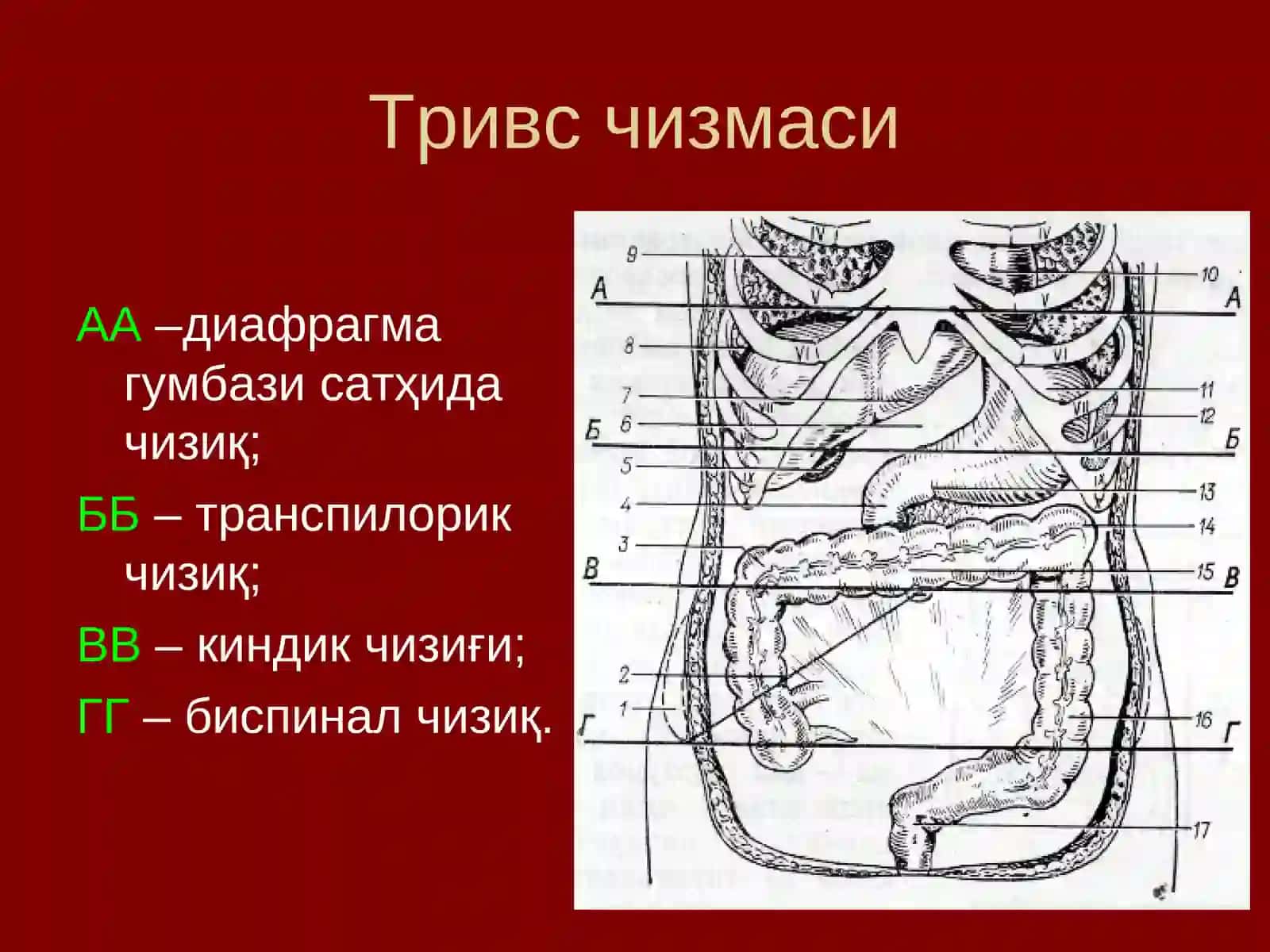 Қорин олд-ён деворининг жарроҳлик анатомияси 4
