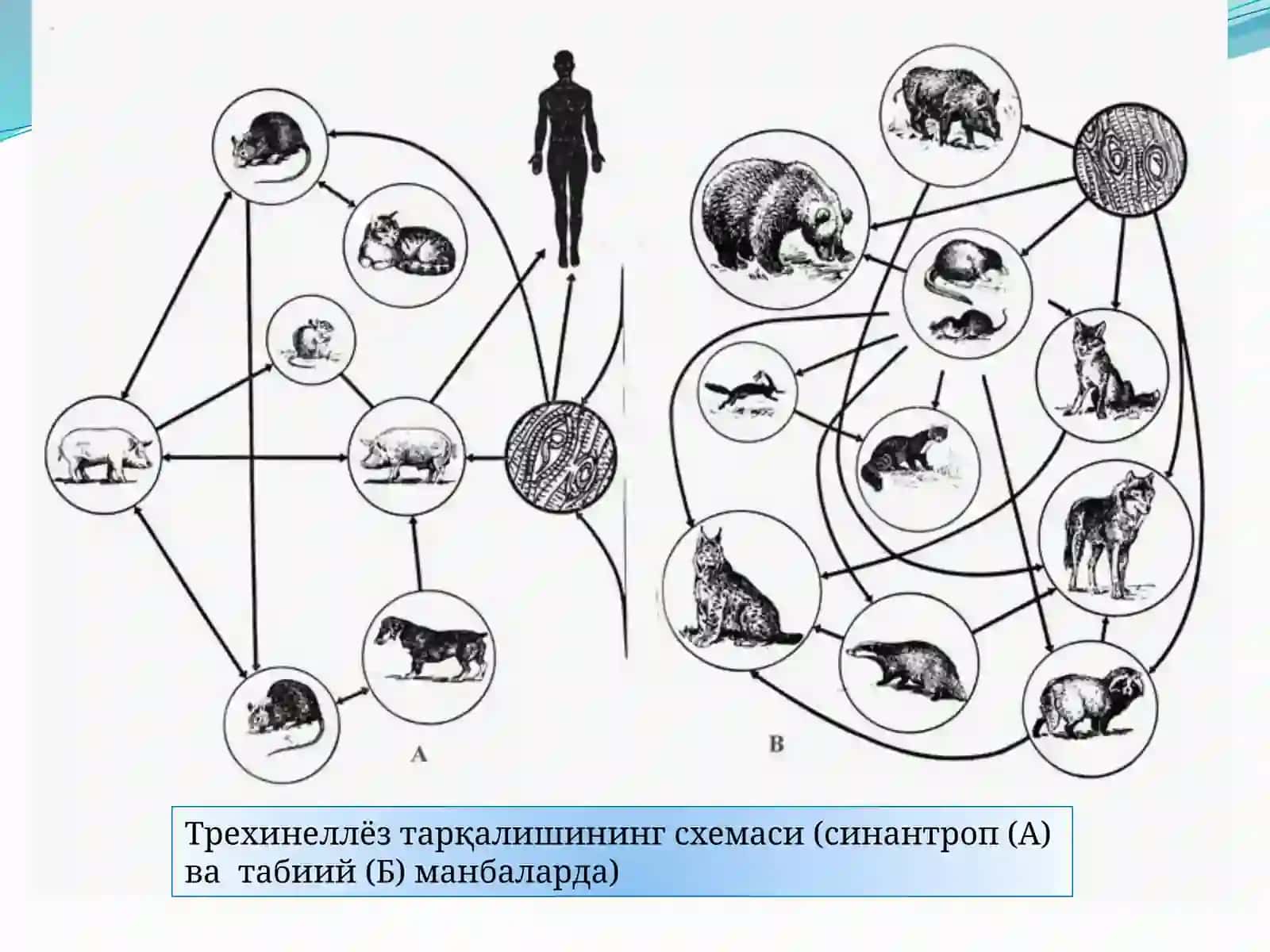 Овогельминтоскопия усуллари 4