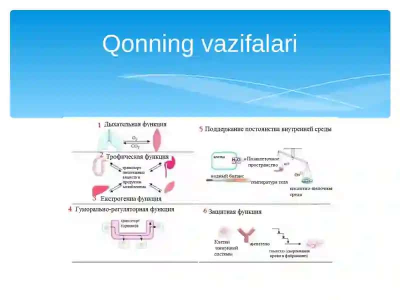 Qon fiziologiyasi 4