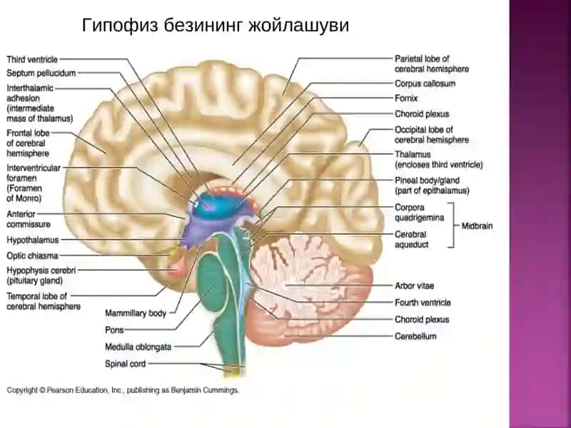 Endokrin organlari anatomiyasi 4