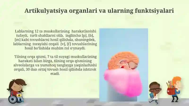 Nutqning anatom fiziologik mexanizmlari 4