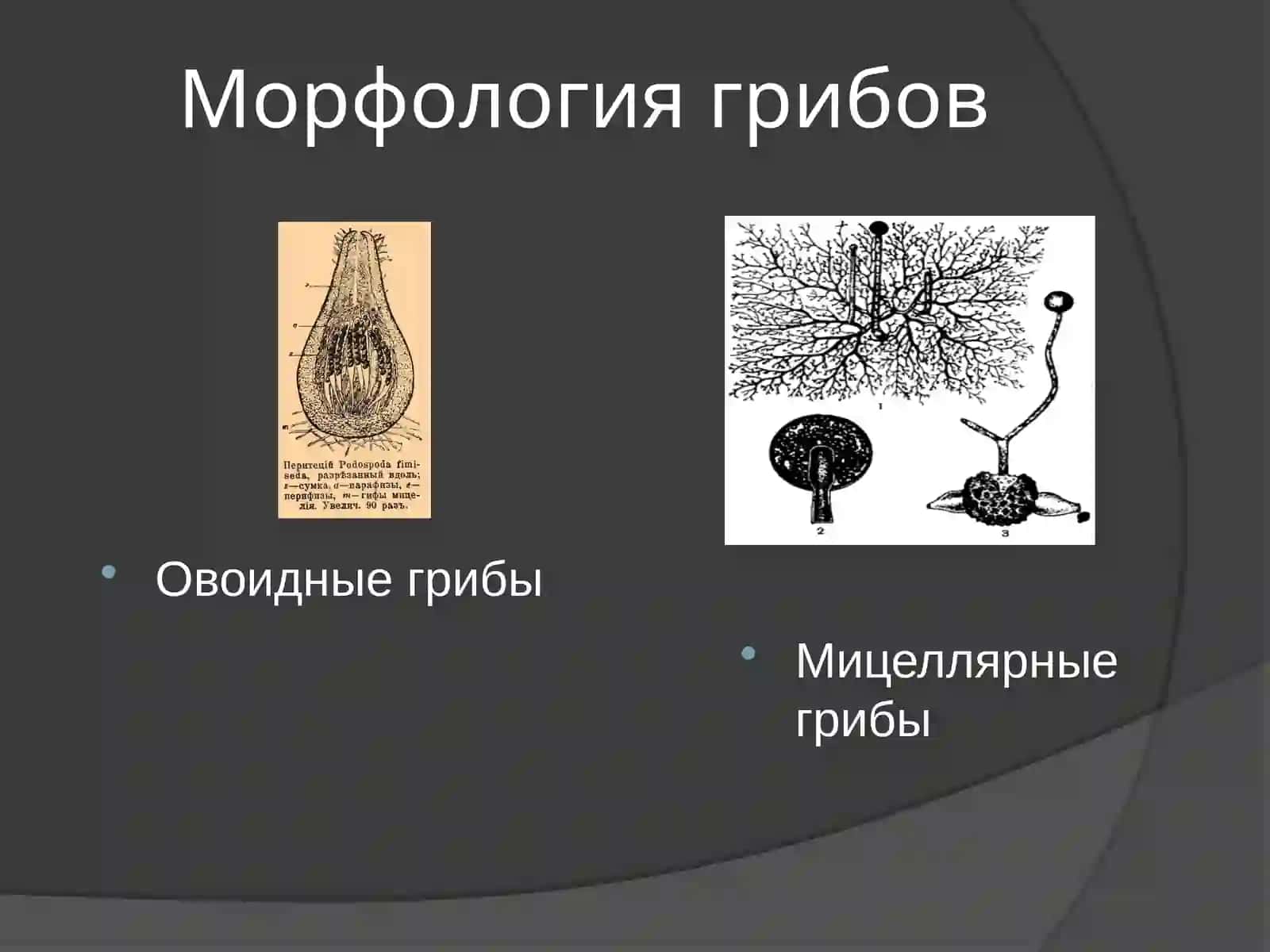 Клеточные формы микроорганизмов 4