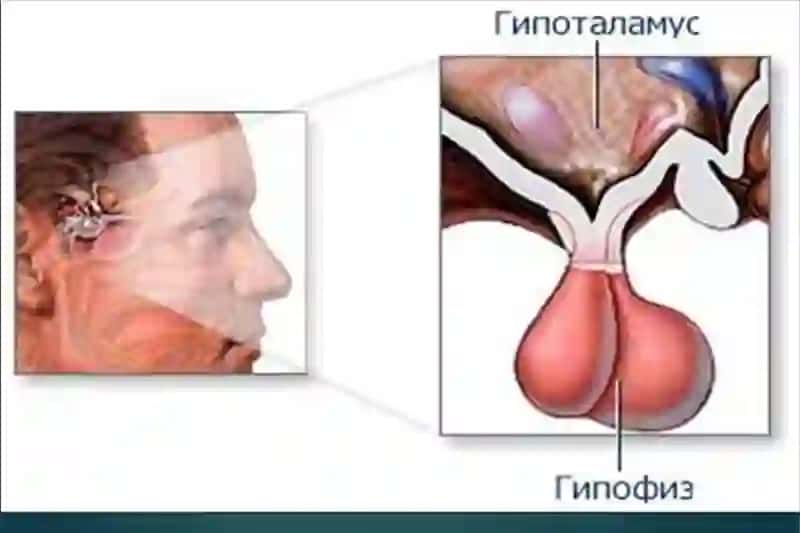 ГИПОТАЛАМО-ГИПОФИЗАР СИСТЕМАГГС 4