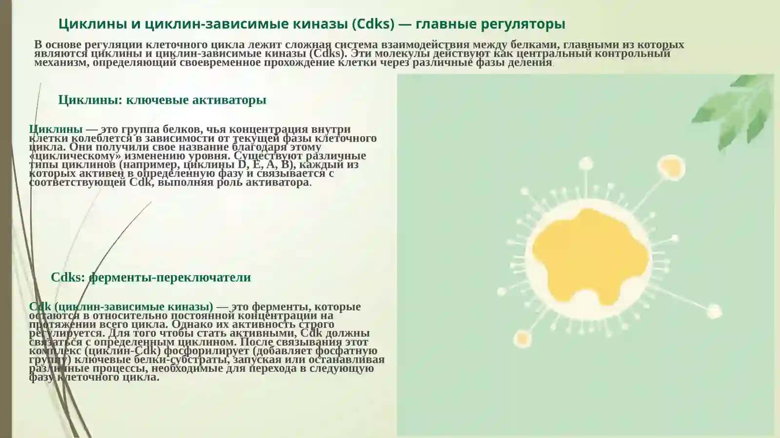 Механизмы регуляции клеточного цикла и репликации клетки 4