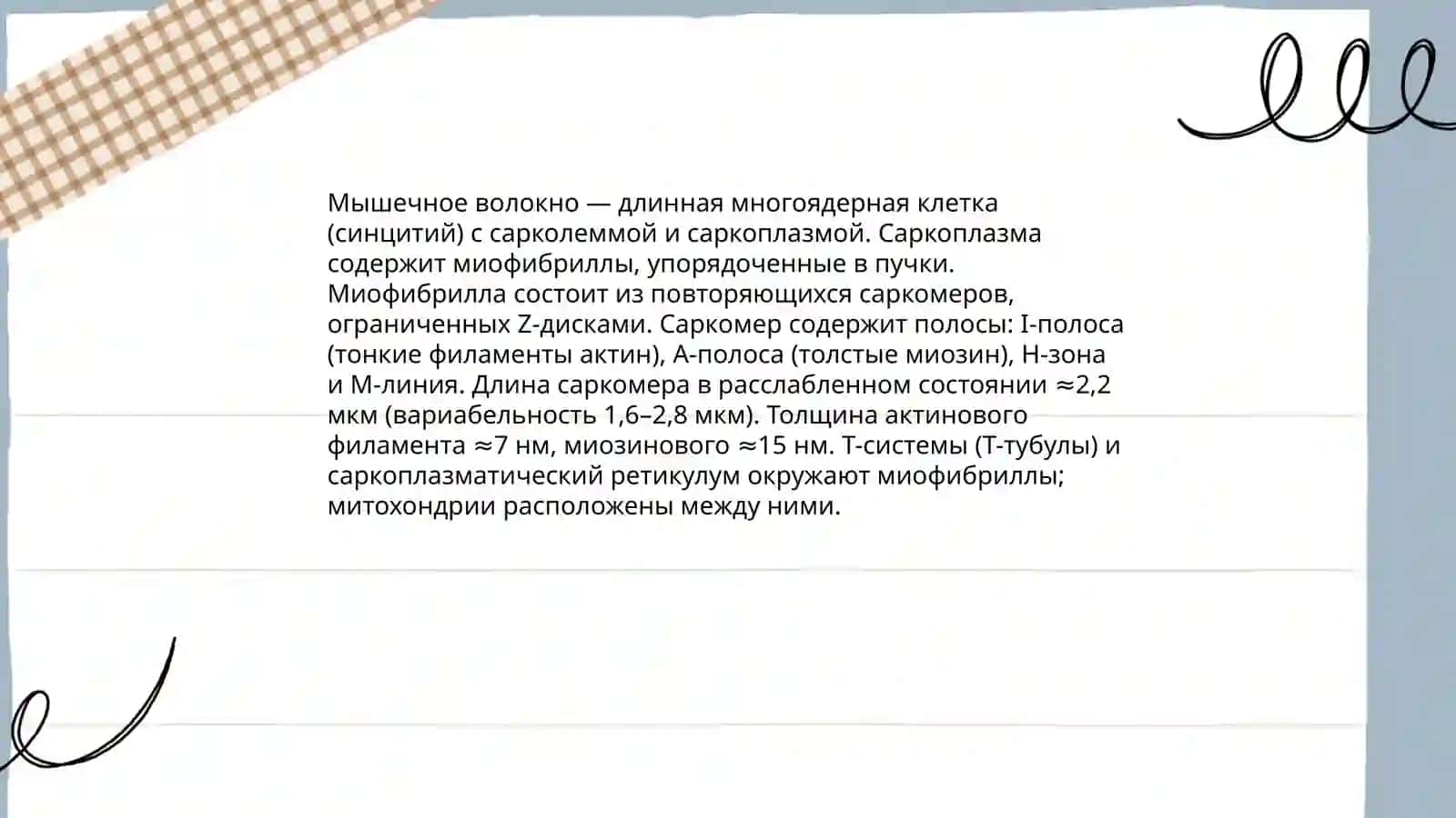 Мышечная ткань 4