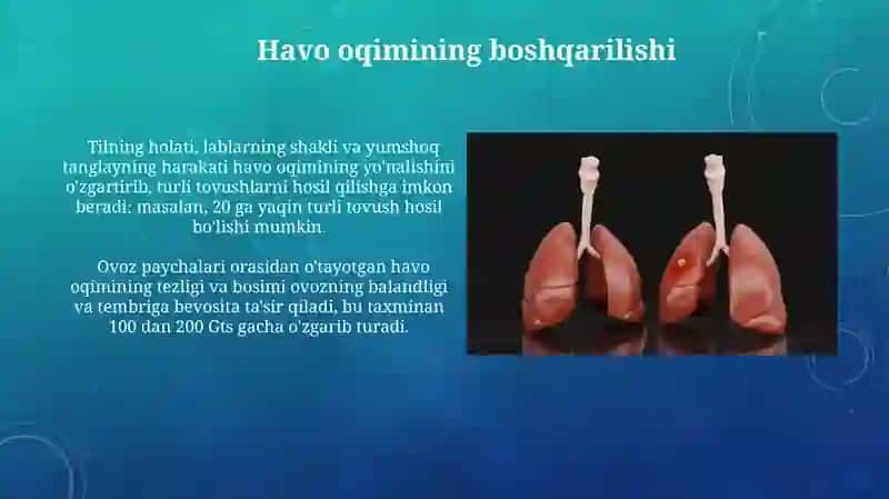 Inson nutq organlari markaziy va periferik qismlari 4