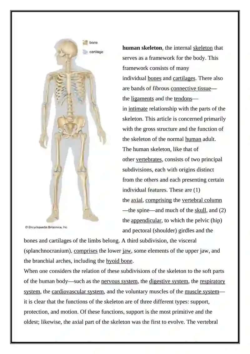 Skeleton 4