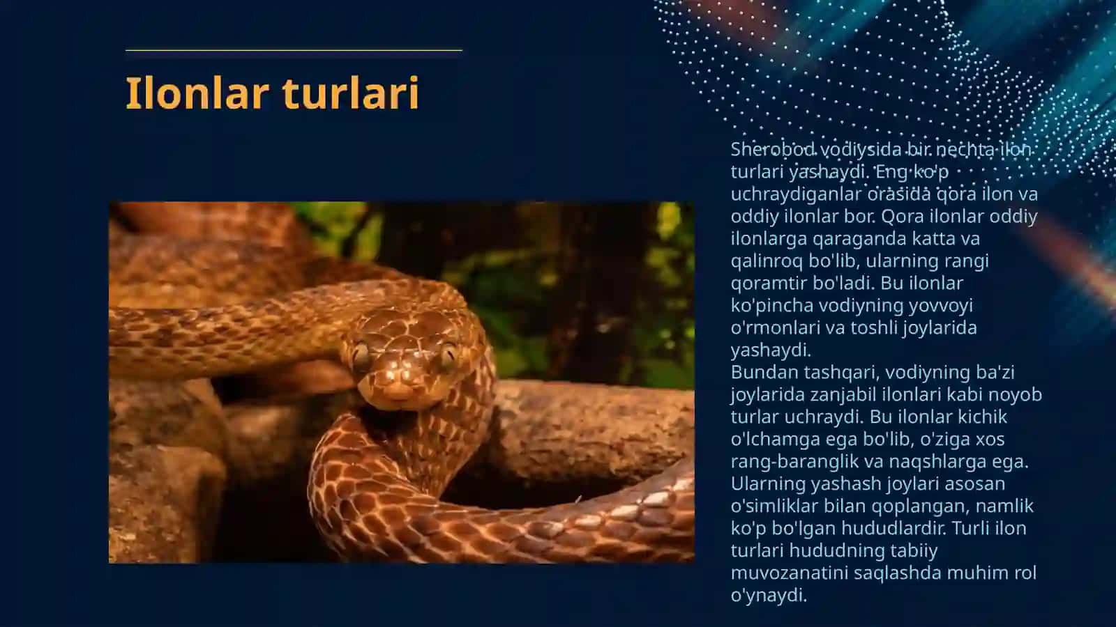 Sherobodda Ilonlar Vodiysi Borligi Haqida 4