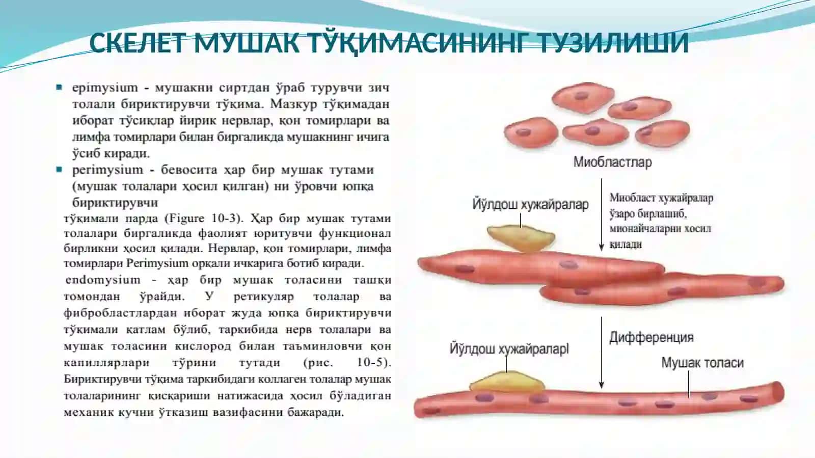 МУШАК ТЎҚИМАСИНИНГ ҲИЛЛАРИ 4
