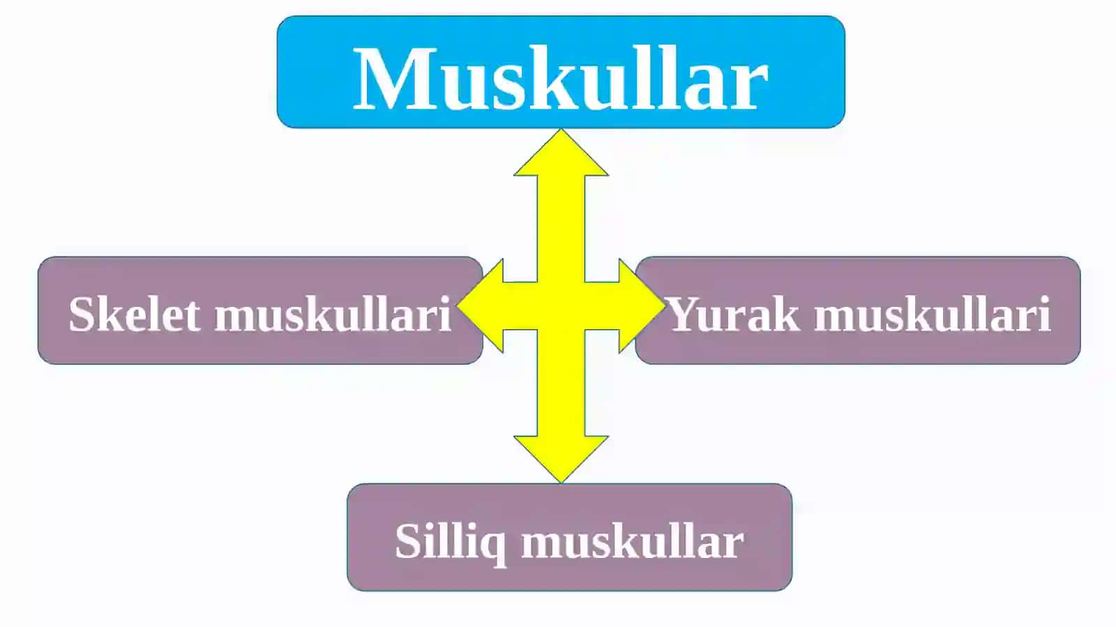 Muskullar 4
