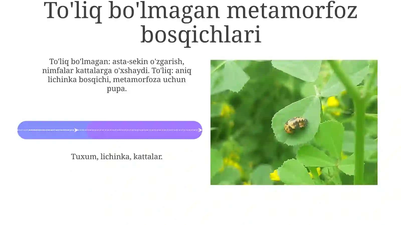 To'liq bo'lmagan Metamorfoz 4