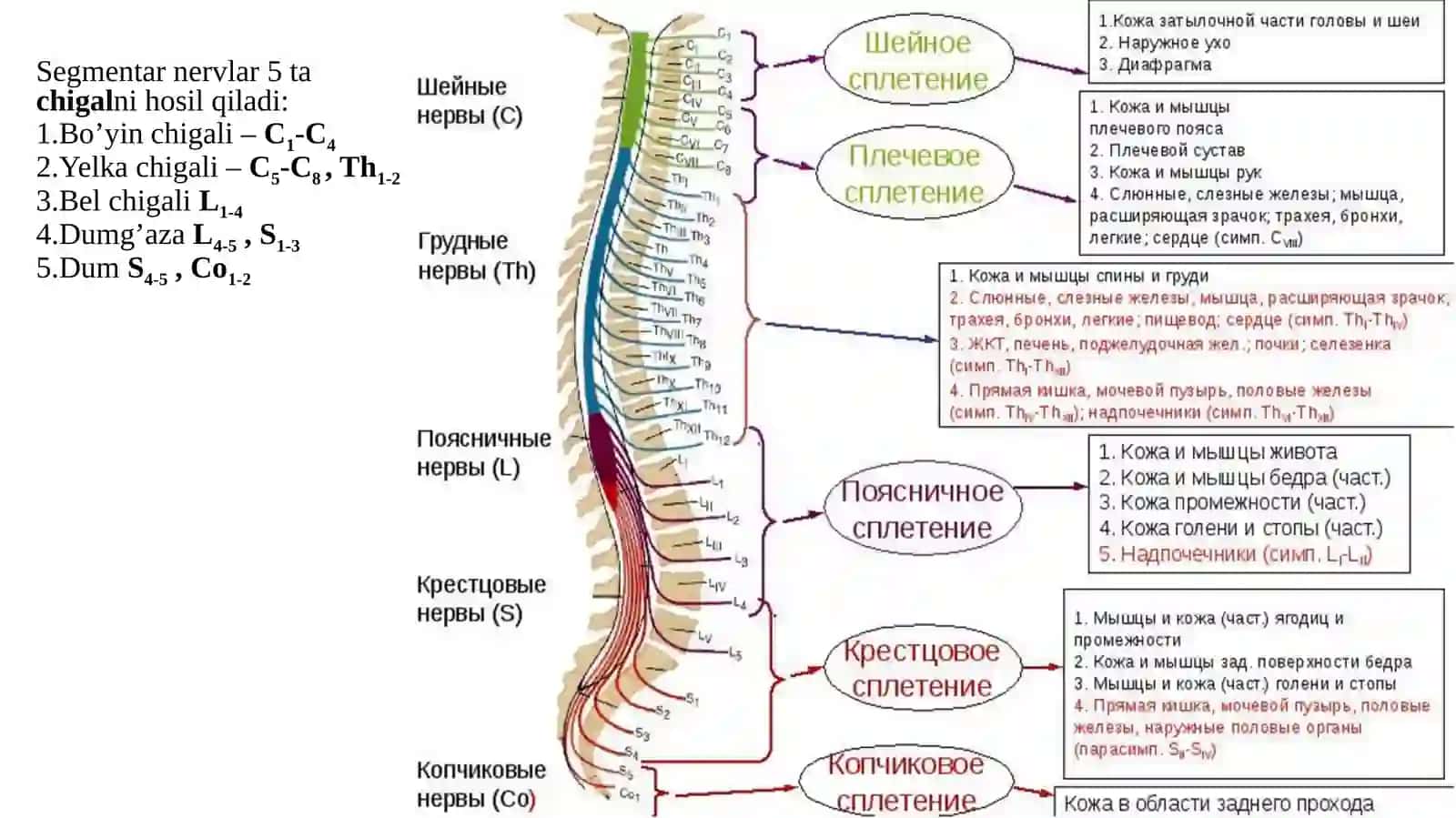 Nevrologiya-Anatomiya 4