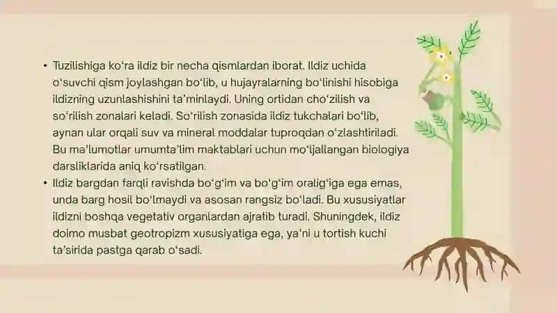 Ildiz vazifalari va ildiz turlari. 4