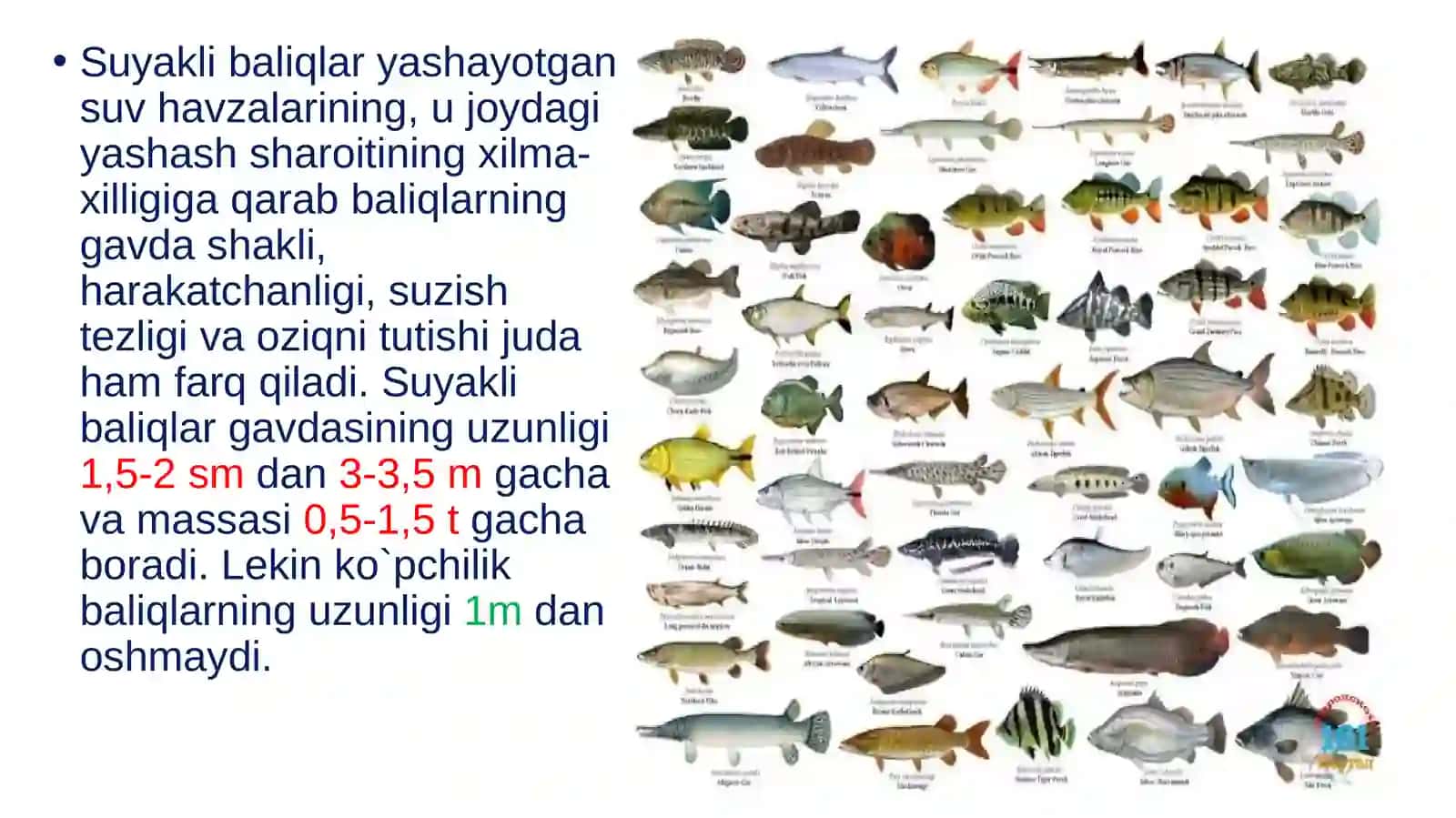 SUYAKLI BALIQLAR SINFI 4