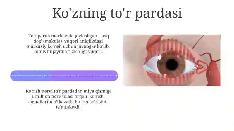 Ko'rish organlarining tuzilishi 4