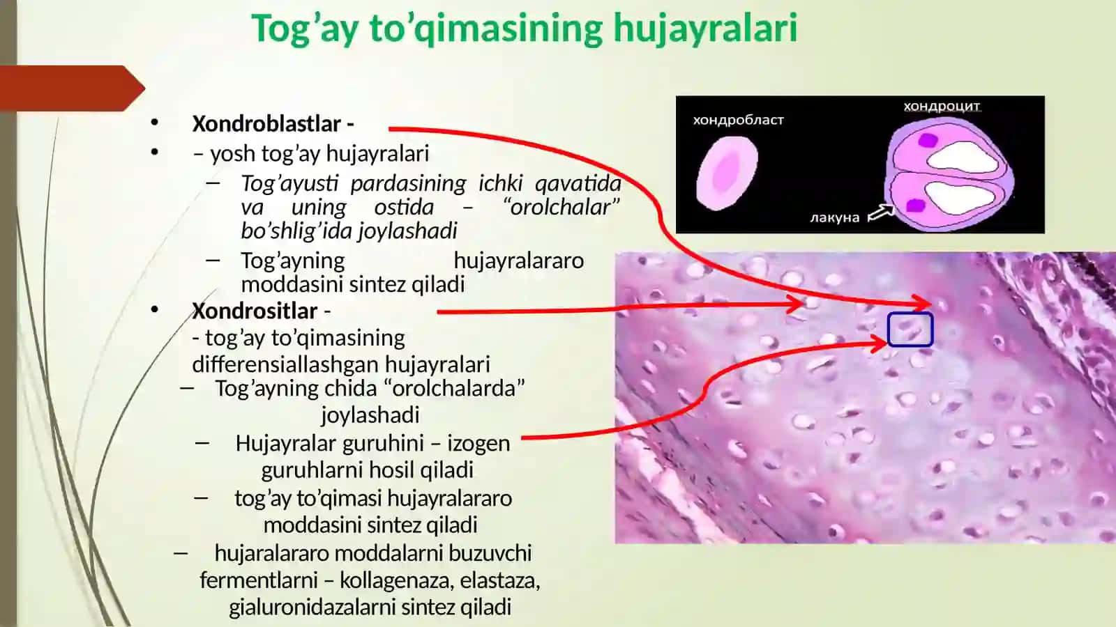 Tog’ay va suyak to‘qimalari 4