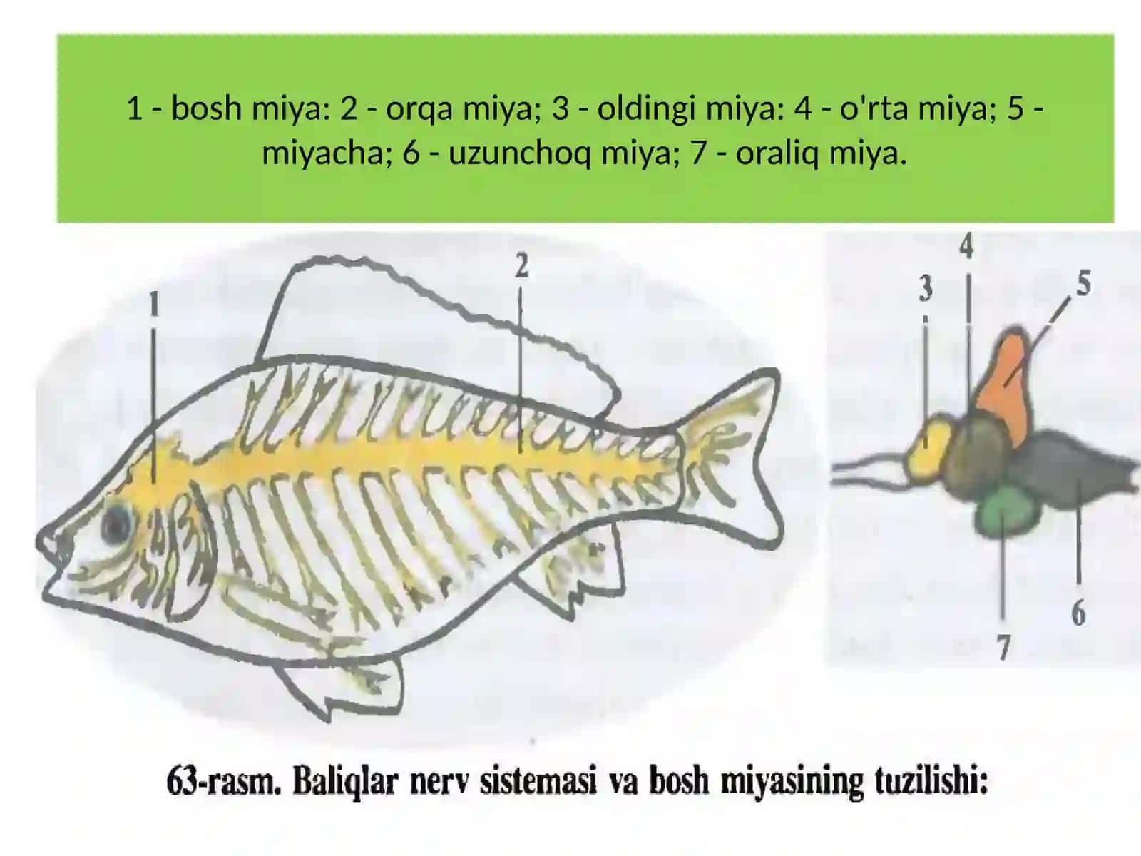 BALIQLARNINGKO`PAYISHI VA RIVOJLANISHI 4