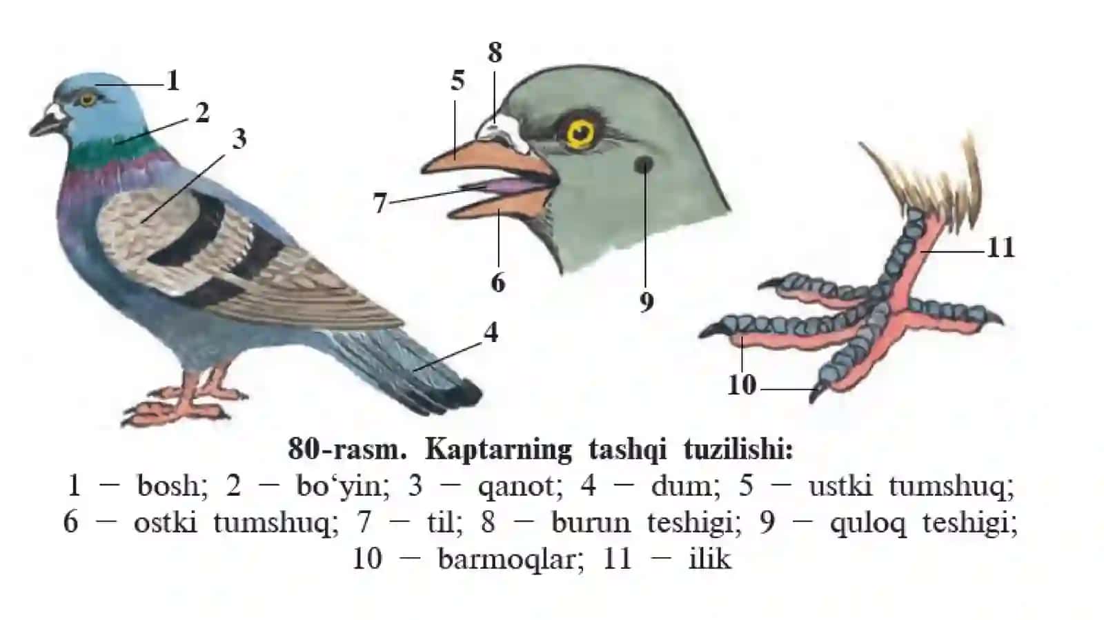 QUSHLAR SINFI 4