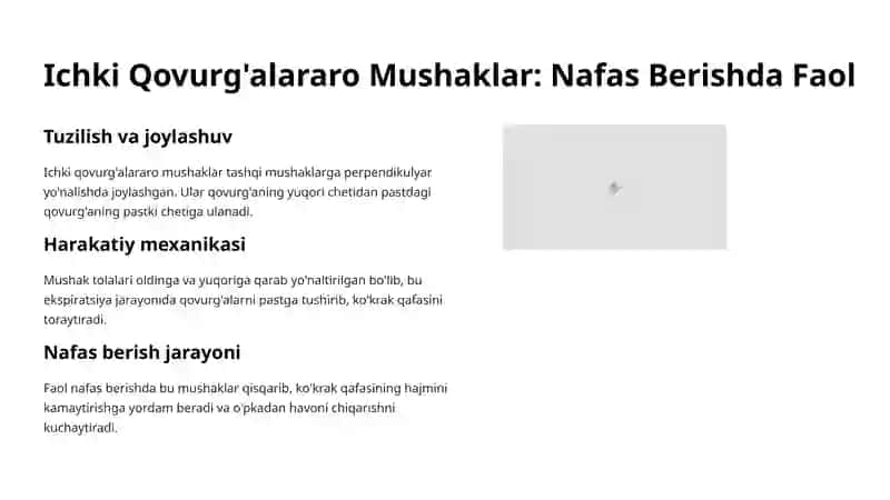 Qovurg'alararo Mushaklar va Nafas Mexanikasi 4
