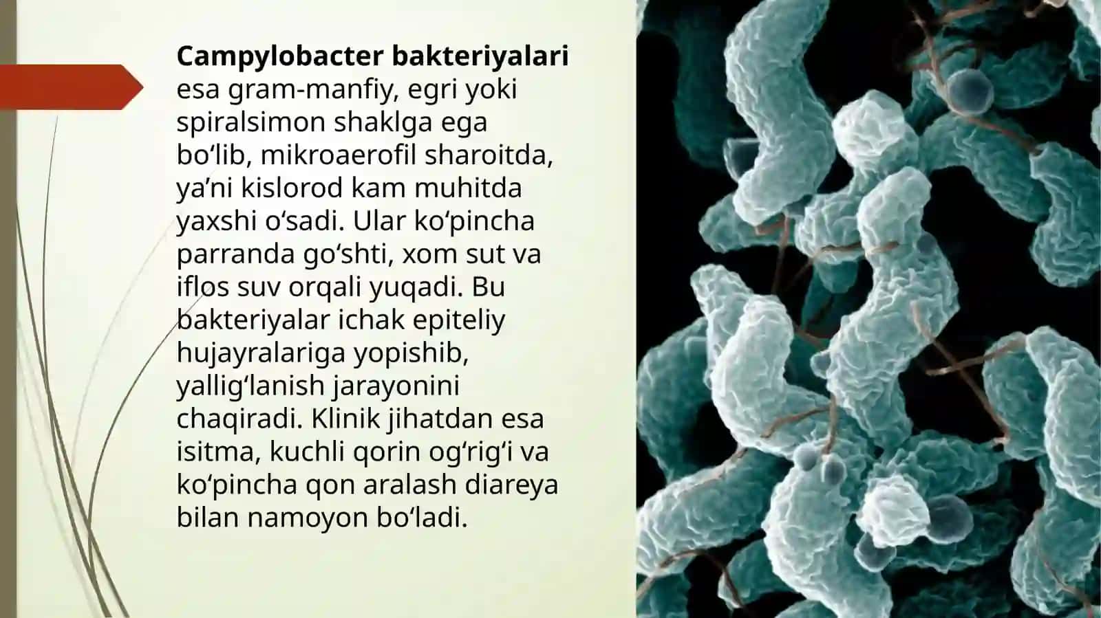 Ovqatdan zaharlanish kasalliklari 4