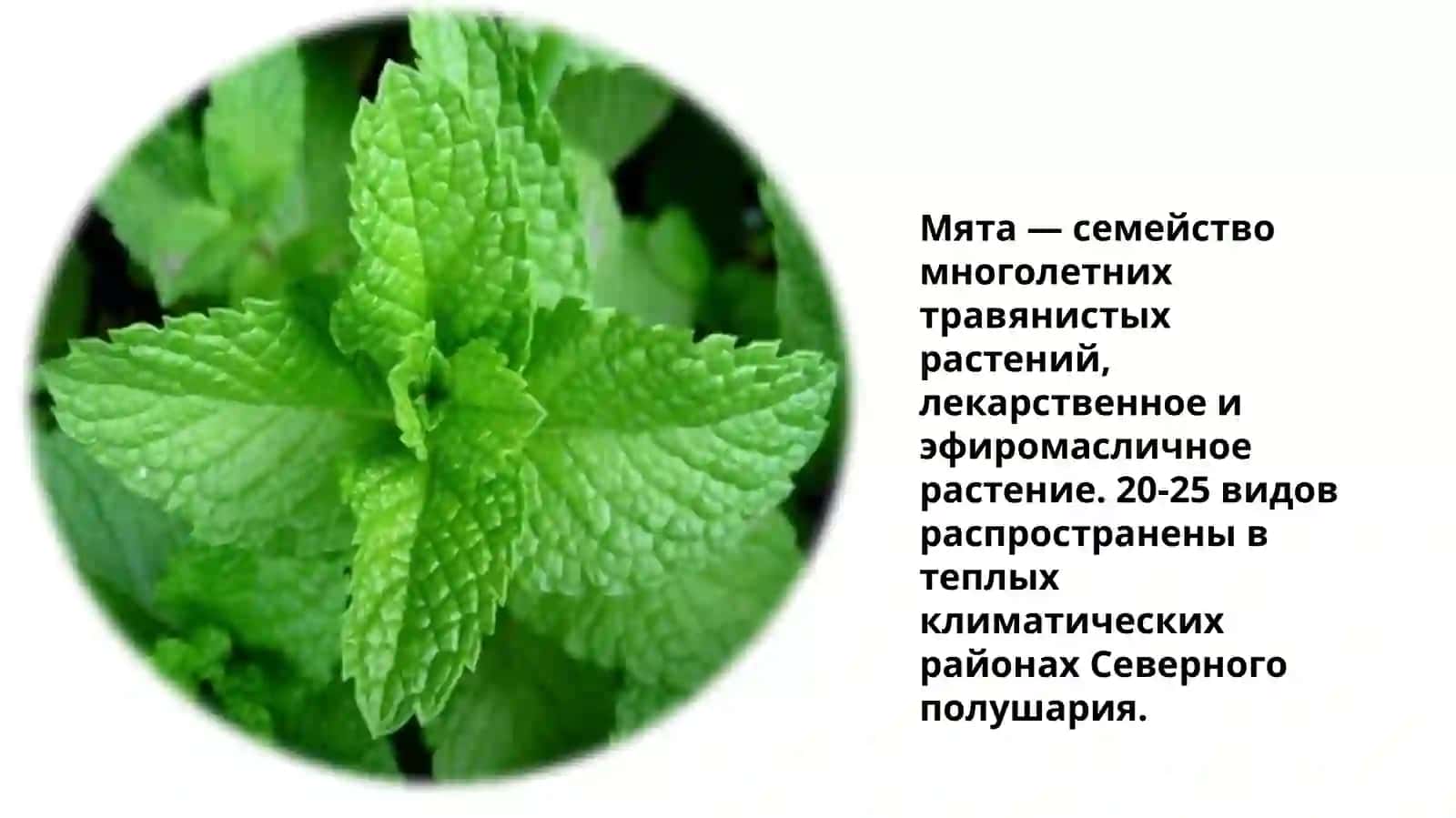 Лекарственные растения 4
