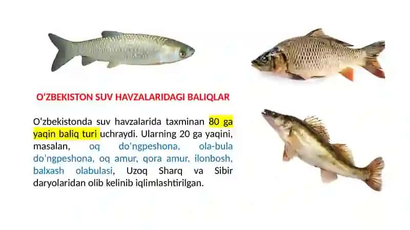 Suv Ekotizimning Tavsifi 4