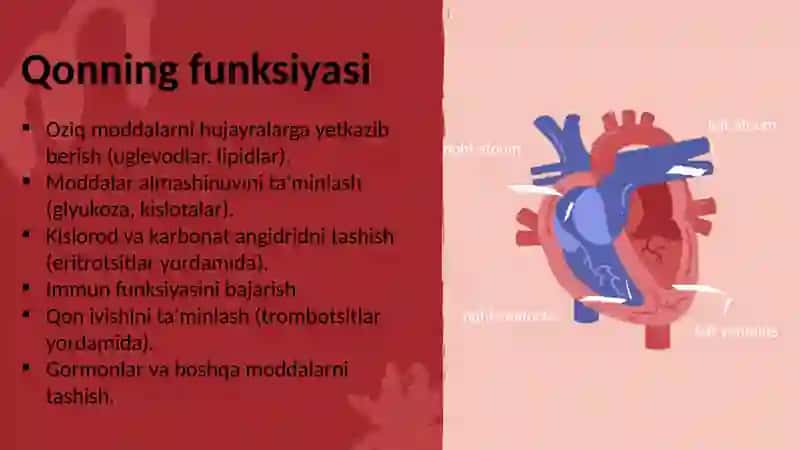 Qonning shaklli elementlari 4