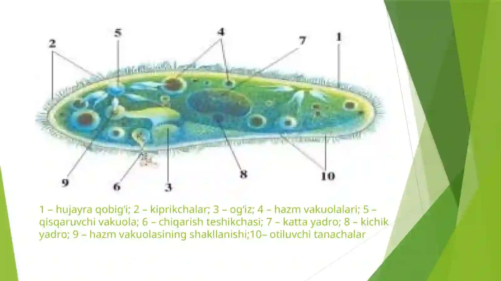 Infuzoriyalar sinfi 4