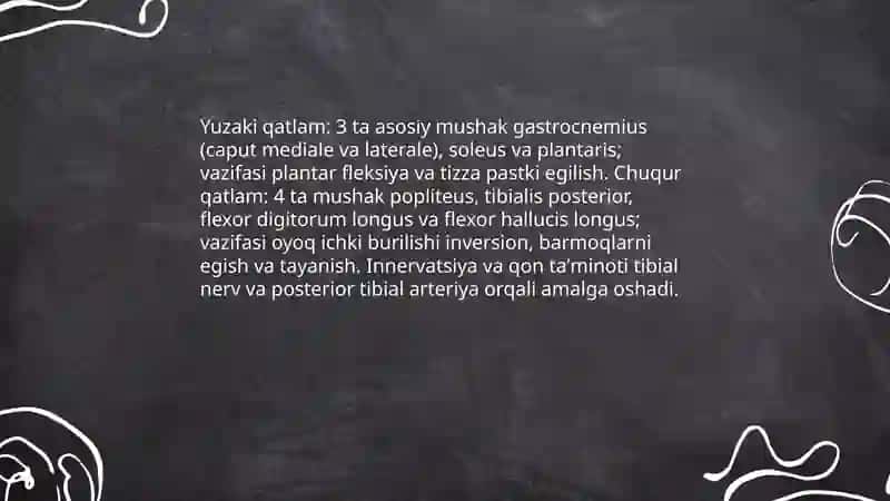 Oyoqning erkin muskullari 4