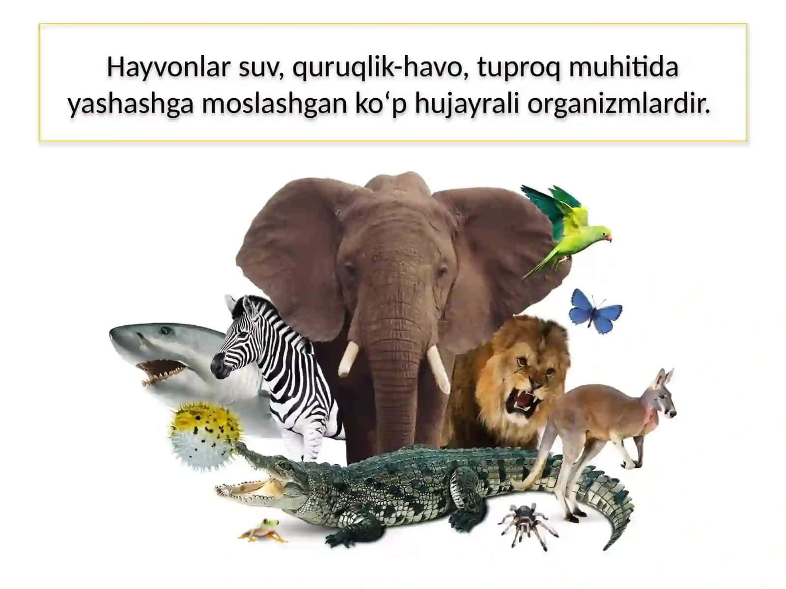 HAYVONOT DUNYOSI 4