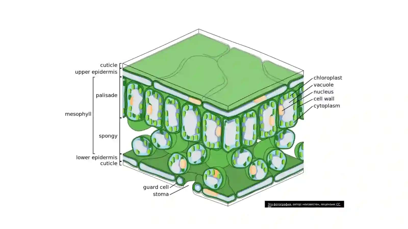 Xloroplastning xususiyatlari 4