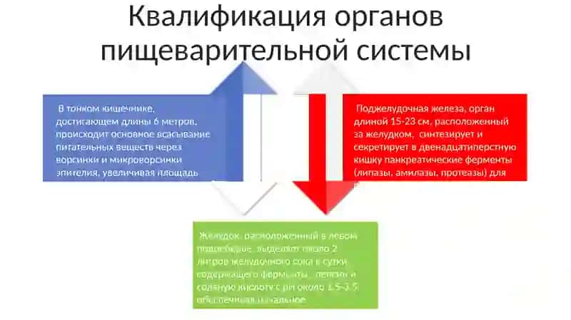 Система пищеварения 4