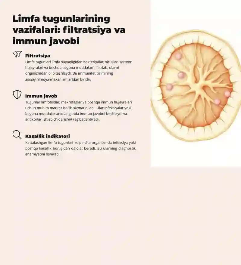 Limfa sistemasi 4