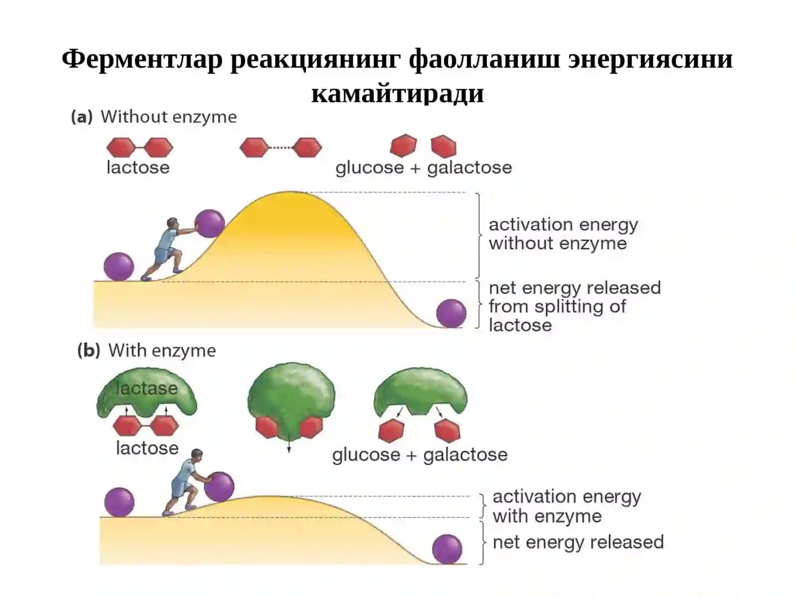 Ферментларни таъсир этувчи механизмлари 4
