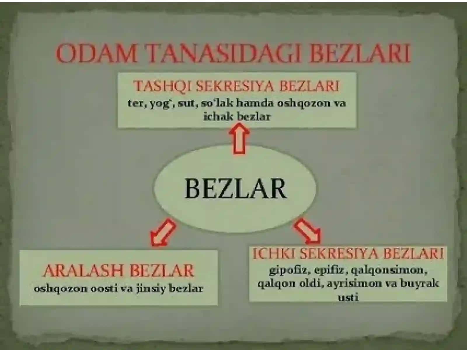 Endokrin tizimi fiziologiyasi 4