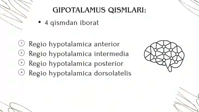 GIPOTALAMUS O’ZAKLARI VA ULARNING KLINIK AHAMIYATI 4