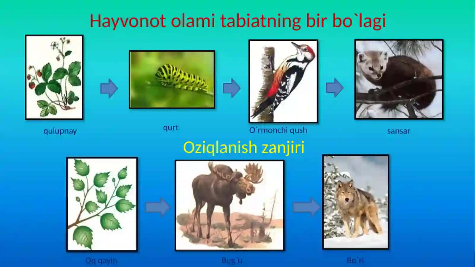 Hayvonot olamining xilma-xilligi 4
