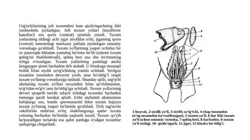 Tog’aylibaliqlarning individual rivojlanish xususiyatlari 4