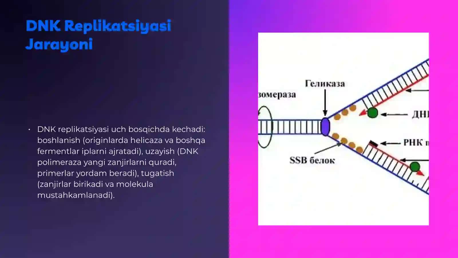 Gen amplifikatsiyasi va ekspressiyasi 4