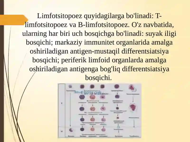 Limfositopoezning xususiyatlari 4