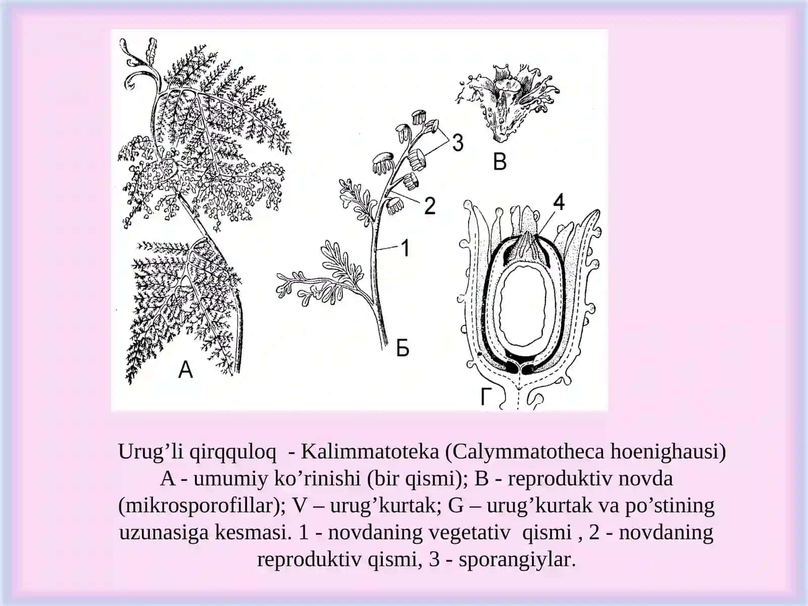 Qarag’aytoifa (ochiq urug’li) 4